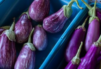 aubergine