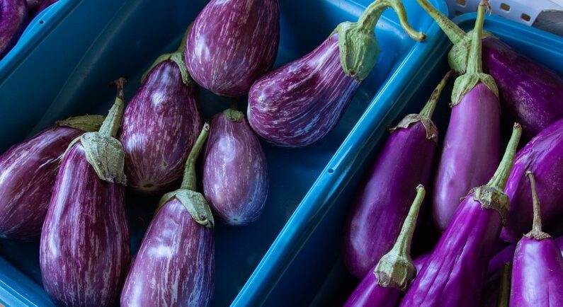 aubergine