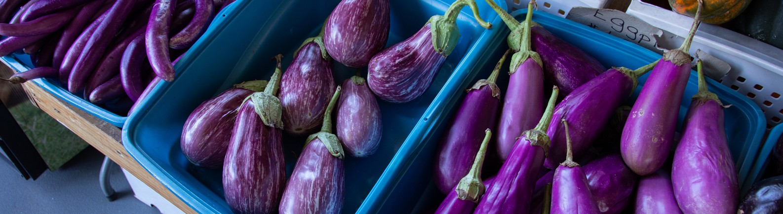 aubergine